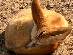 -上海野生动物园
