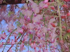 -武汉紫薇都市田园