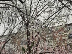 -桃花堤公园