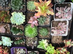 -双季花艺园艺市场(浦东店)