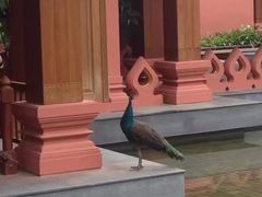 -西双版纳融创皇冠假日度假酒店