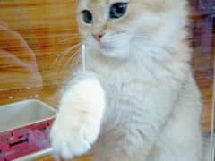 -猫十亿·布偶金渐层·曼基康矮脚猫舍(青年路店)
