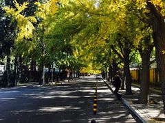-三里屯东五街银杏大道