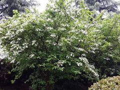 android_upload_pic-花溪公园