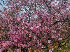 -天适樱花悠乐园