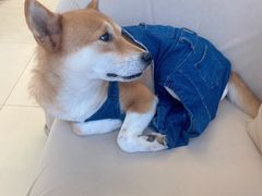 -怪兽屋·羊驼·猫咖·狗咖(俊华广场店)