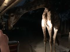 -清迈夜间动物园