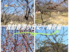-香雪海