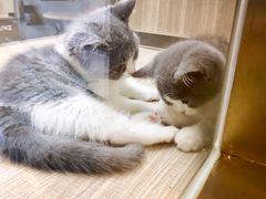 -飞行喵MR PILOT|猫舍·猫咖(静安大融城店)