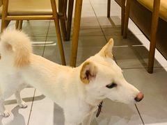 -柴务处·柴犬主题狗咖