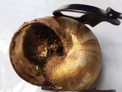 -金蜗牛