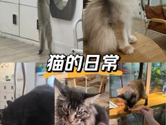 -李小姐の猫咖啡馆(五角场店)