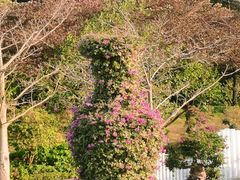 -东莞植物园