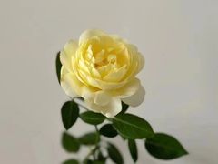 -星巴克(来福士2F店)