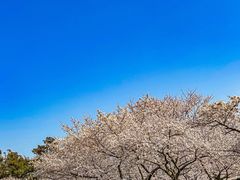 -武汉大学-樱园