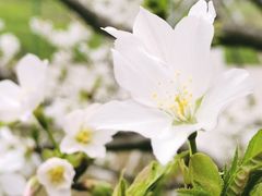 -树山生态村