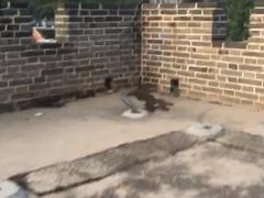 -遥桥古堡