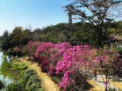 -顺峰山公园