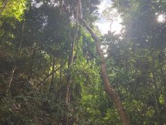 -西双版纳原始森林公园