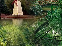 -大屏嶂森林公园