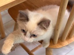-楼上猫咖(罗湖店)