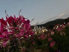 -玫瑰海岸文化旅游度假区