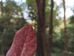 -火炉山森林公园