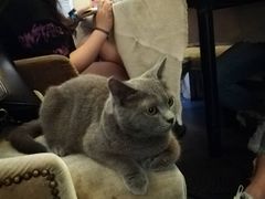 -猫色咖啡·猫咖