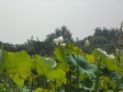 -梁鸿国家湿地公园