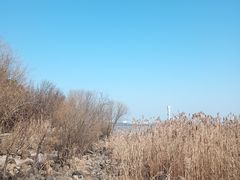 -上海吴淞炮台湾国家湿地公园