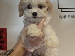 -翊宠yipet猫狗购宠庄园犬舍•猫舍