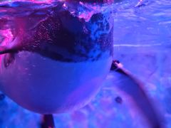 -芜湖新华联大白鲸海洋公园