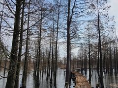 -池杉湖湿地公园