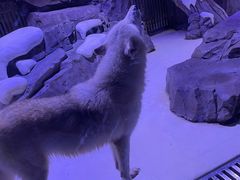 -上海海昌海洋公园-冰山北极馆