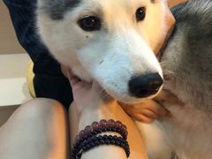 -Husky Go! 哈士奇体验馆·宠物咖啡厅狗咖