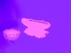 -南昌海洋公园