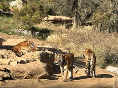 -北京野生动物园