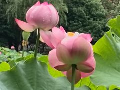 -陈家山荷花公园