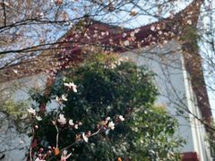 -四川大学(望江校区)