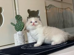-喵zoo家庭繁育猫舍(尖东智能花园店)