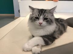 -飞行喵MR PILOT|猫舍·猫咖(静安大融城店)