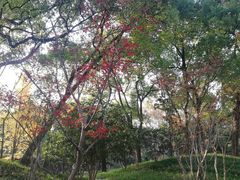 -徐家汇源景区-衡山公园