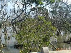 -东寨港红树林旅游区