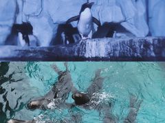 -大连老虎滩海洋公园