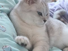 -袖虎·猫馆(体育西路店)