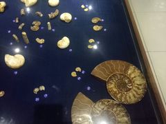 -青岛贝壳博物馆
