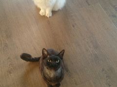 -东方名猫馆·英短金渐层布偶猫舍(环线广场1号楼店)