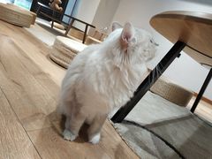 -瞄一喵猫咖(格力海岸店)