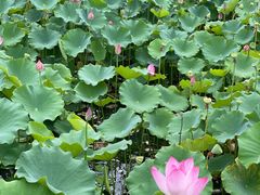 -莲花池公园