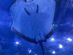 -上海海昌海洋公园